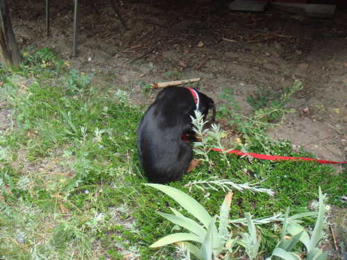 DSC00234.jpg